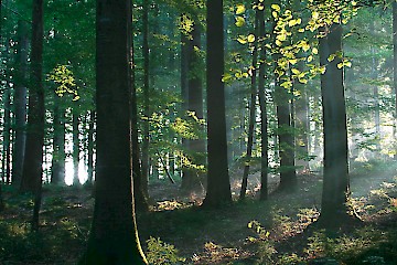 Die Wald- oder Baumbestattung