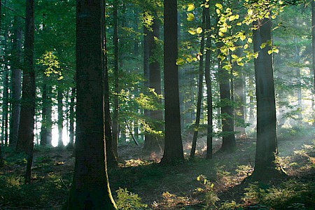 Die Wald- oder Baumbestattung